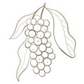 contour line icon illustration plant salamander tree fruit berry bignay for wine close up bunches with leaves design element on Royalty Free Stock Photo