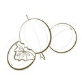 contour line sketch chinese medicine plant buddhist arhat fruit closeup fruit on white background design elements