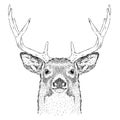 Hand draw deer portrait. Hand draw vector illustration