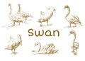 Hand draw, doodle graphic with birds. Vector illustration with swans isolated on white background. Set of animals. Nature objects Royalty Free Stock Photo