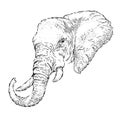 Hand draw elephant portrait. Hand draw vector illustration