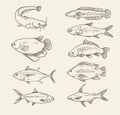 Hand draw fish collection background vector illustration Royalty Free Stock Photo