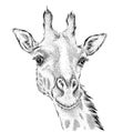Hand draw giraffe portrait. Hand draw vector illustration Royalty Free Stock Photo