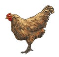 Hand draw Hen chicken illustration clip art colour