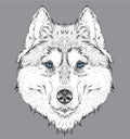 Hand draw husky portrait. Hand draw vector illustration Royalty Free Stock Photo