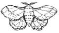 Hand draw illustration butterfly silkworm. For textil, wedding, beautiful background.