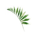 Exotic palm leaf with striped decor Royalty Free Stock Photo
