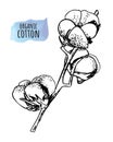 Hand draw ink cotton plant. Engraving illustration. Can be used as decor ellement for a rustic wedding or greeting cards