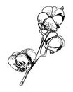 Hand draw ink cotton plant. Engraving illustration. Can be used as decor ellement for a rustic wedding or greeting cards