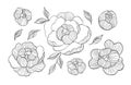 Hand draw line vector flowers set. Peony illustration. Logo design. For cards, wedding cards, invitation card Royalty Free Stock Photo
