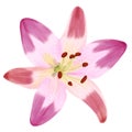 Hand draw pink orange lily flower on white background illustration procreate