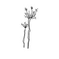 Hand draw plant Umbel inflorescence Outline Vector illustration on white background