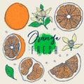 Hand draw set orange fruit. Organic fresh. Colorfull element. Vintage sketch. Drawings of whole, half and sliced ripe oranges, jui