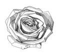 Hand draw sketch rose