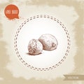 Hand draw sketch style nutmegs composition. Spice and condiment vector illustration