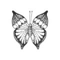 Hand draw vector butterfly silhouette. Isolated on white design vector  element. Royalty Free Stock Photo