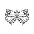 Hand draw vector butterfly silhouette. Isolated on white design vector  element. Royalty Free Stock Photo