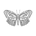 Hand draw vector butterfly silhouette. Isolated on white design vector  element. Royalty Free Stock Photo