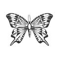 Hand draw vector butterfly silhouette. Isolated on white design vector  element. Royalty Free Stock Photo