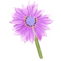 Hand draw Violet Pink Osteosperumum Flower illustration Royalty Free Stock Photo