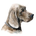 Watercolor dog illustration. Great Dane portrait. Royalty Free Stock Photo