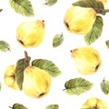 Hand draw watercolor illustration yellow quince whole fruits with branch and leaves seamless pattern Royalty Free Stock Photo