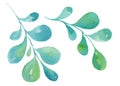 Hand draw watercolor leaves, sketch, green color, blue color, herbal ornament