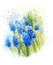 Hand draw watercolor spring flowers hyacinths, blue flowers