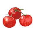 Hand draw watercolor tomatoes. Three red tomatoes isolated on white Royalty Free Stock Photo