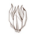 Hand drawind geometrical flower bud, Ylang-Ilang bud line art