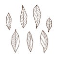 Hand drawind geometrical leaves, Ylang-Ilang leaves line art