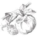 Hand drawing apple on branch Royalty Free Stock Photo