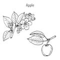 Hand drawing apple tree branch Royalty Free Stock Photo