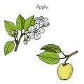 Hand drawing apple tree branch Royalty Free Stock Photo