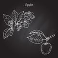 Hand drawing apple tree branch Royalty Free Stock Photo