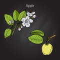 Hand drawing apple tree branch Royalty Free Stock Photo