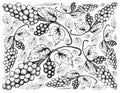 Hand Drawing Background of Fresh Juicy Assyrtiko Grapes