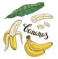 Hand drawing bananas: fruit and leaves on a white background.