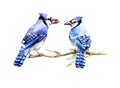 Watercolor illustration with two blue jays birds