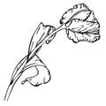 Hand drawing black and white tulip flower Royalty Free Stock Photo