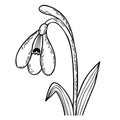 Hand drawing blooming snowdrop flower with leaves. Gentle forest spring flower common snowdrop. Vector illustration. For