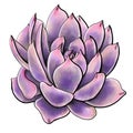 Botanical illustration macro logo closeup echeveria succulent black prince purple bright on white background