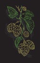 Hand drawing of a branch of hops.