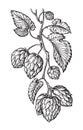 Hand drawing of a branch of hops.