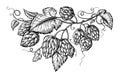 Hand drawing of a branch of hops.