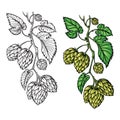 Hand drawing of a branch of hops.