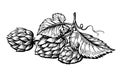 Hand drawing of a branch of hops.