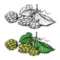 Hand drawing of a branch of hops.