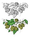 Hand drawing of a branch of hops.