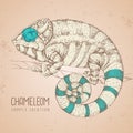 Hand drawing chameleon illustration. Graphic art.